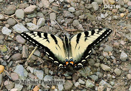 Eastern Tiger Swallowtail (Papilio glaucus)